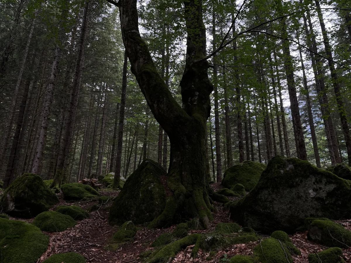 Mossy rocks and towering trees create a serene forest landscape. Perfect for nature lovers.