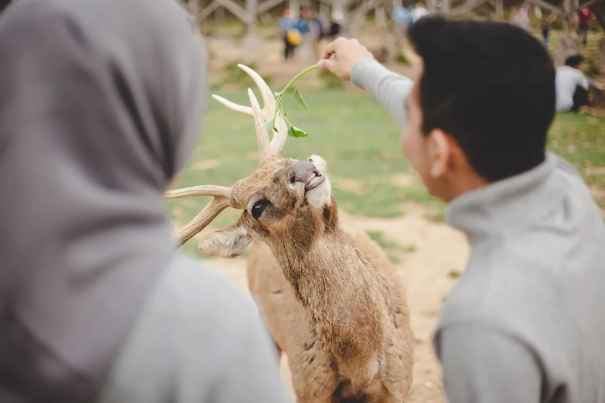 Back view of blurred couple visiting zoo and feeding deer with green grass