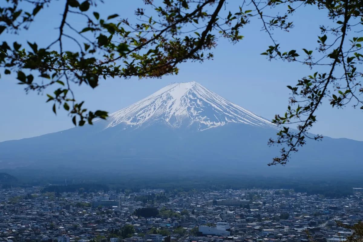 Snow-capped Mount Fuji viewed through tree branches with cityscape below, captured in spring.