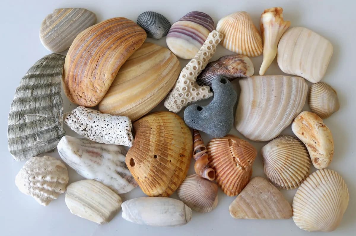 A diverse collection of seashells displayed on a white surface, showcasing variety and texture.