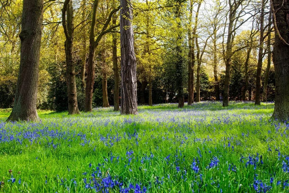 A serene springtime woodland scene with bluebells and lush greenery under sunlight.