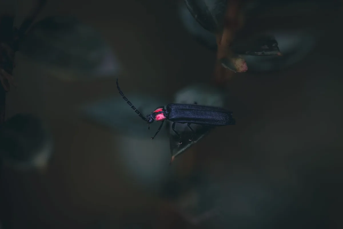 Captivating macro shot of a firefly resting on a leaf, highlighting its luminescent glow.