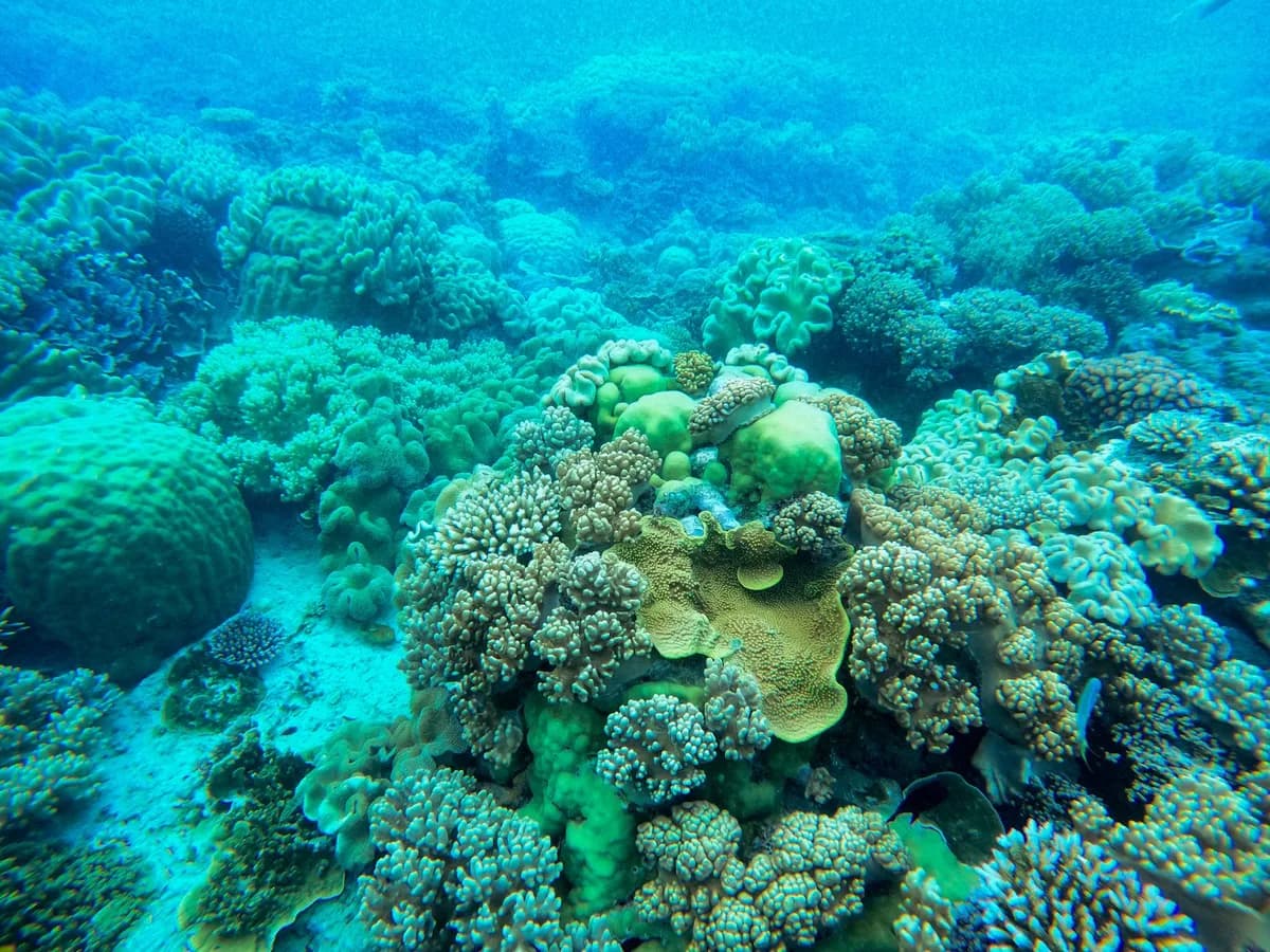 Colorful coral reefs thriving underwater, showcasing marine biodiversity and vibrant aquatic life.