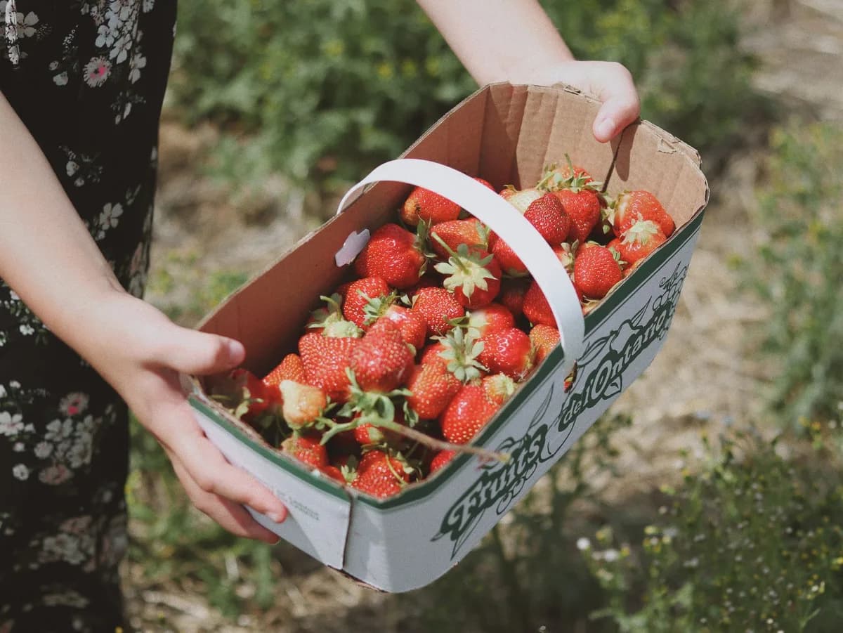 A person holds a basket full of fresh red strawberries in an outdoor setting, showcasing seasonal harvest.