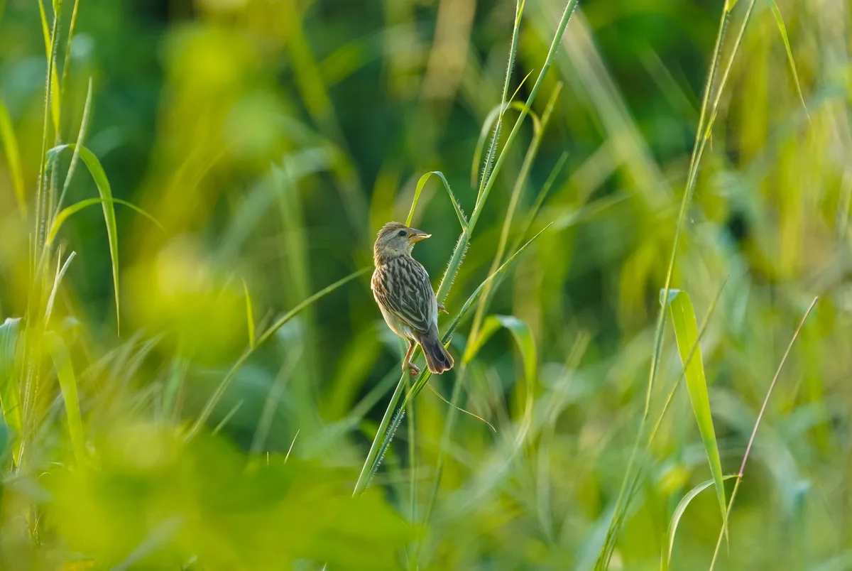 Close-up of a Baya Weaver bird perched amidst lush green grass in Haldwani, India.