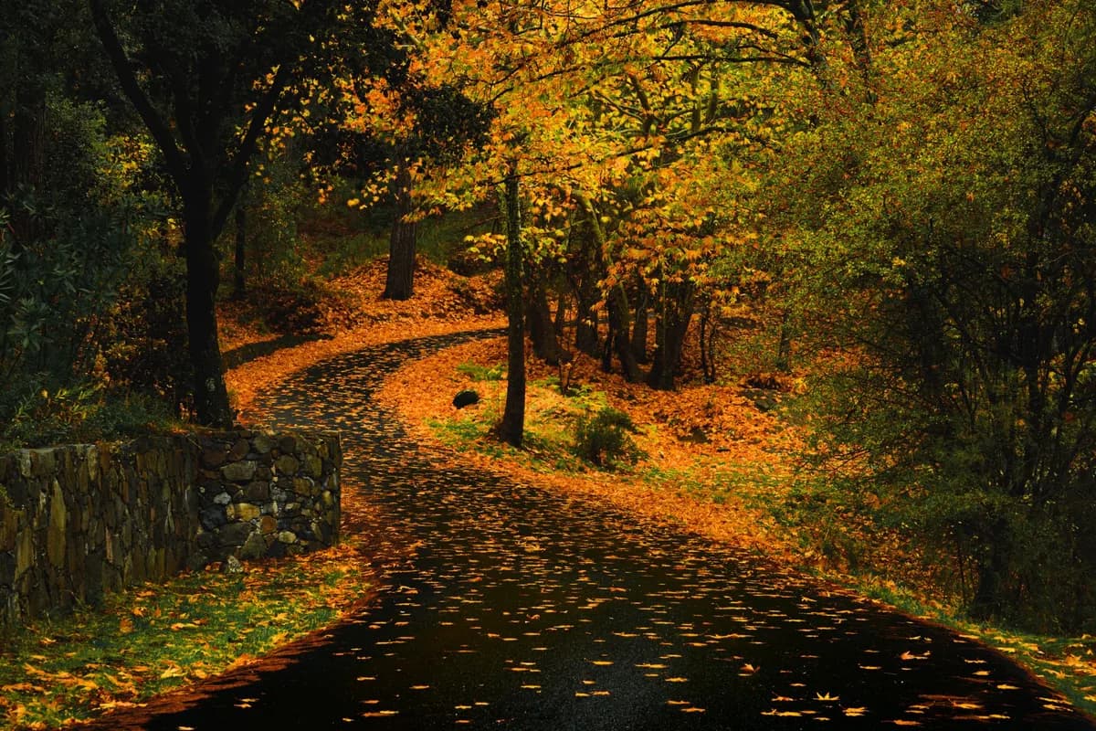 A tranquil scene of a winding pathway covered with autumn leaves in a vibrant forest.