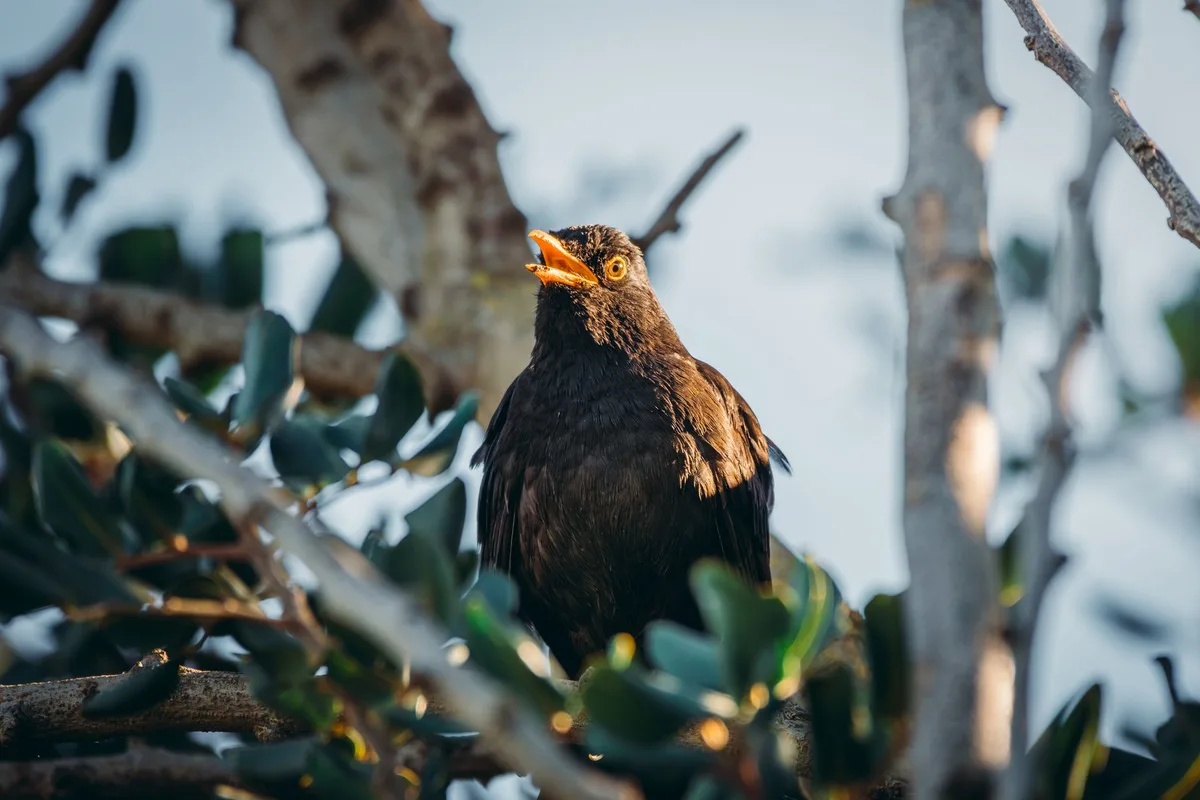 A blackbird singing perched on a tree branch in Tunisia, showcasing the beauty of wildlife.