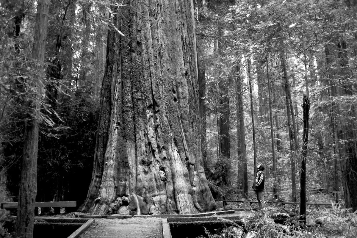 A person in a redwood forest admires the majestic, towering trees in black and white.