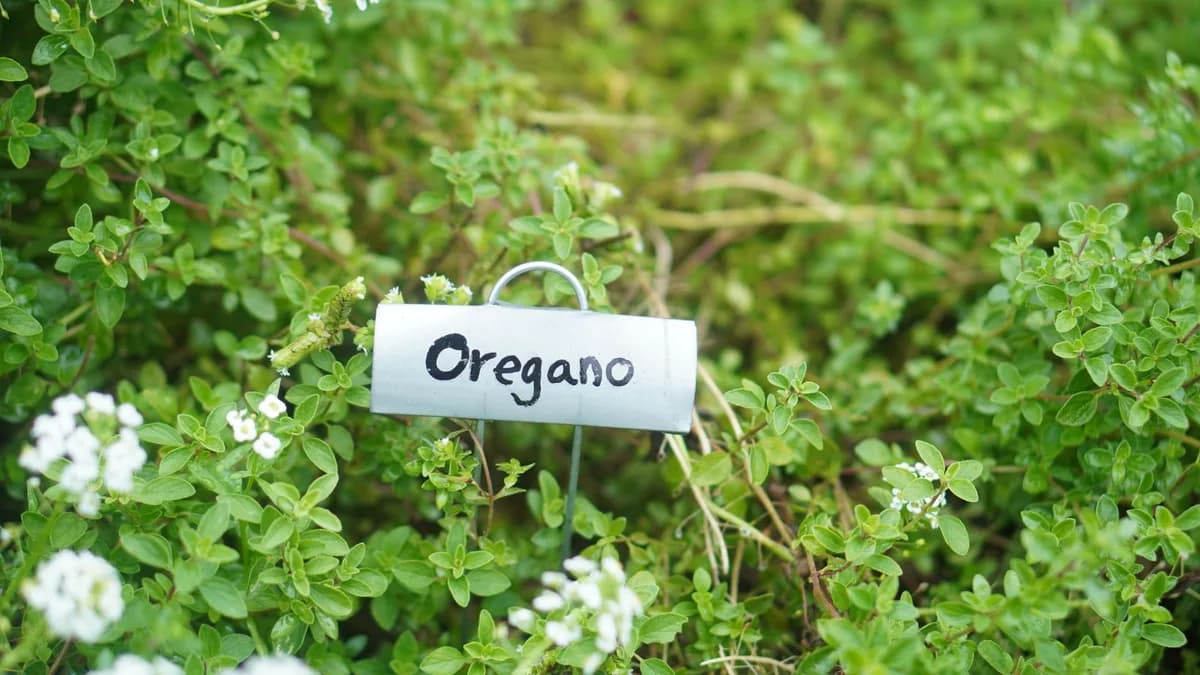 Close-up of fresh oregano with garden marker in an outdoor herb garden.