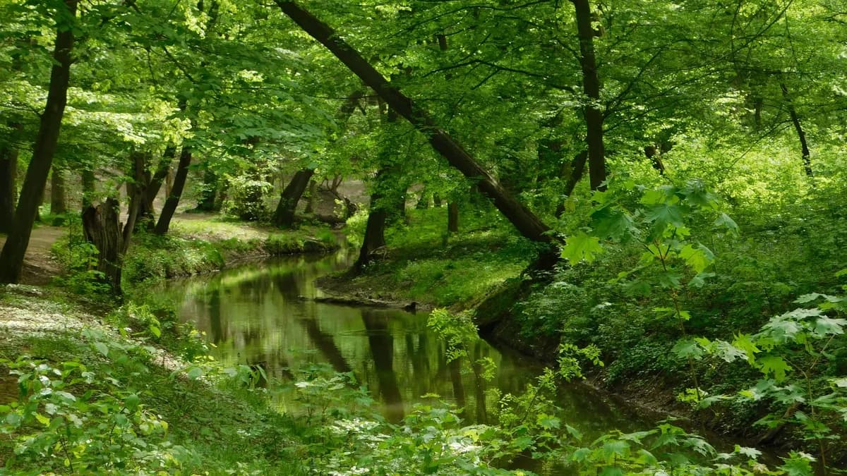 A tranquil river flowing through a lush, green forest setting, showcasing nature's beauty.