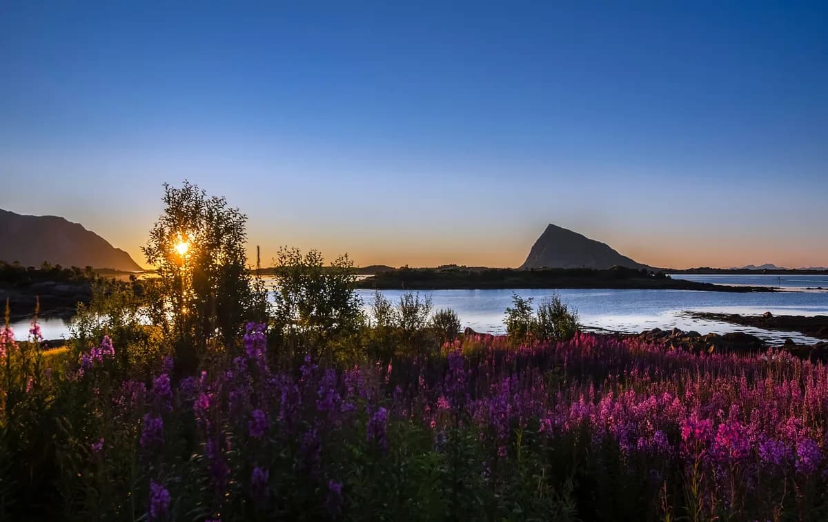 Capture of a stunning sunset over Gimsøysand with vibrant flowers and serene water.