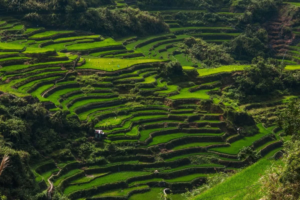 Beautifully cultivated rice terraces fill a lush valley with vibrant green hues, displaying agricultural mastery.