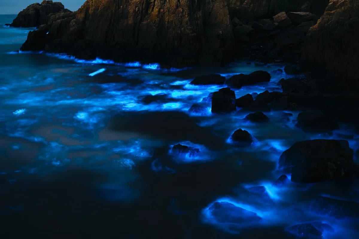 Blue bioluminescent waves glowing along a rocky shore at night.