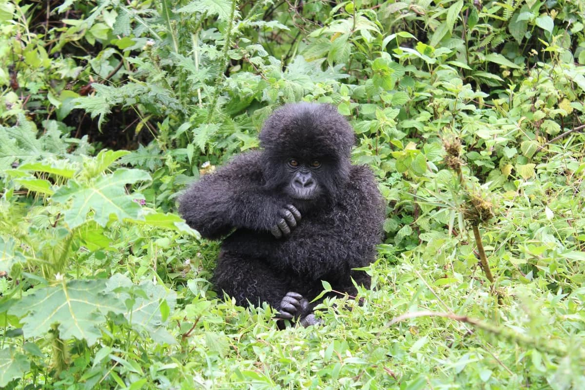 Young mountain gorilla sitting amidst green foliage in Kinigi, Rwanda, displaying natural beauty.