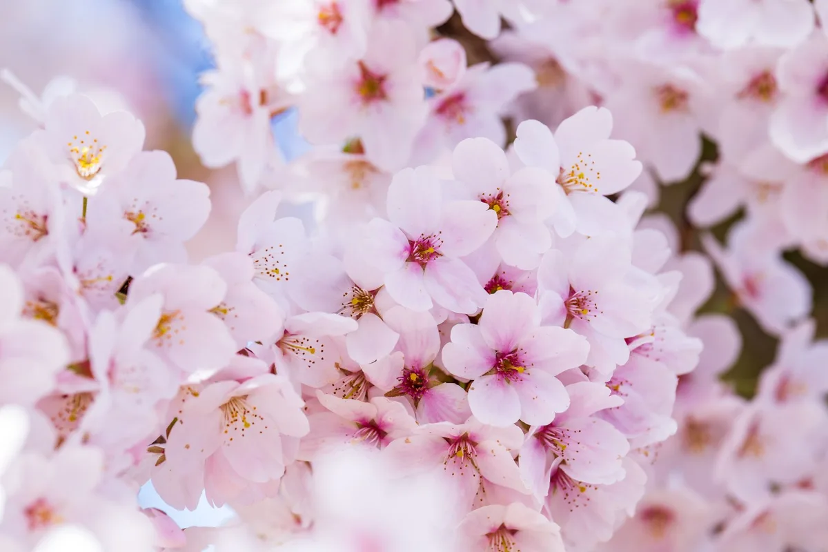 Vibrant pink cherry blossoms in full bloom on a sunny spring day.