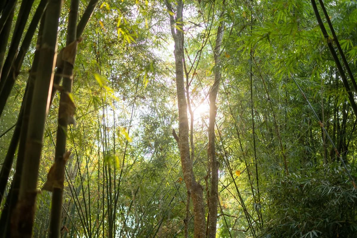 Sunlight filters through a lush bamboo forest, creating a serene natural scene.