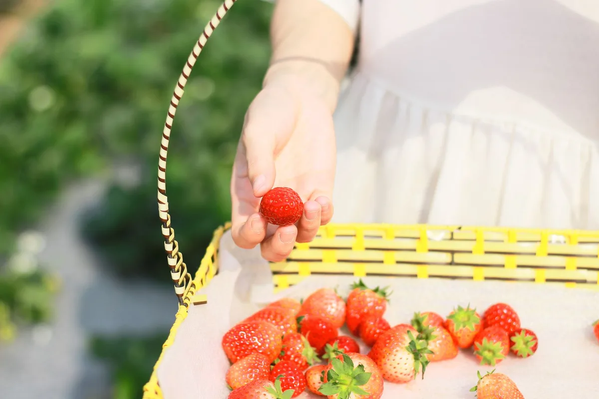 Hand picking fresh strawberries from a basket on a sunny day outdoors.