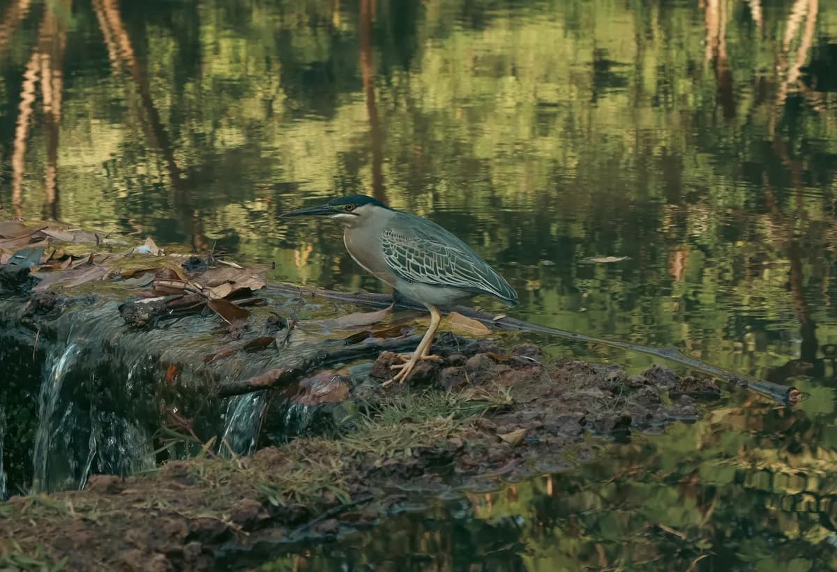Green heron perched by a serene waterfall in a Brazilian forest, reflecting lush greenery.