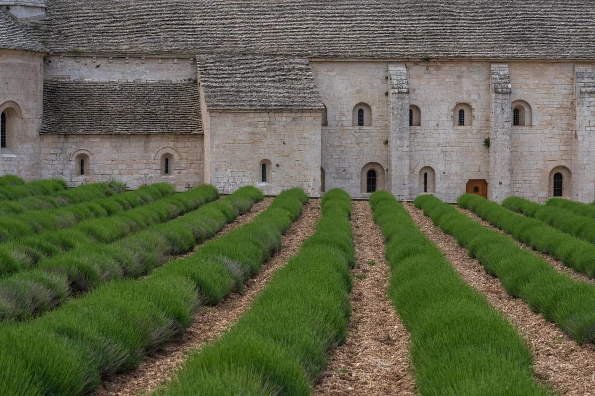 Tranquil lavender fields stretch before a historic stone abbey, symbolizing peace and heritage.