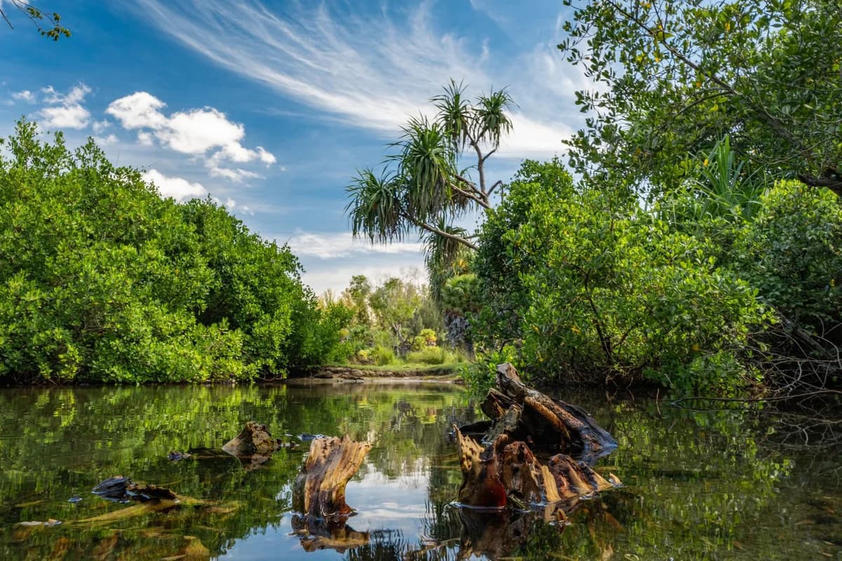 Lush greenery and tranquil water reflect serene beauty at Batticaloa Lagoon, Sri Lanka.