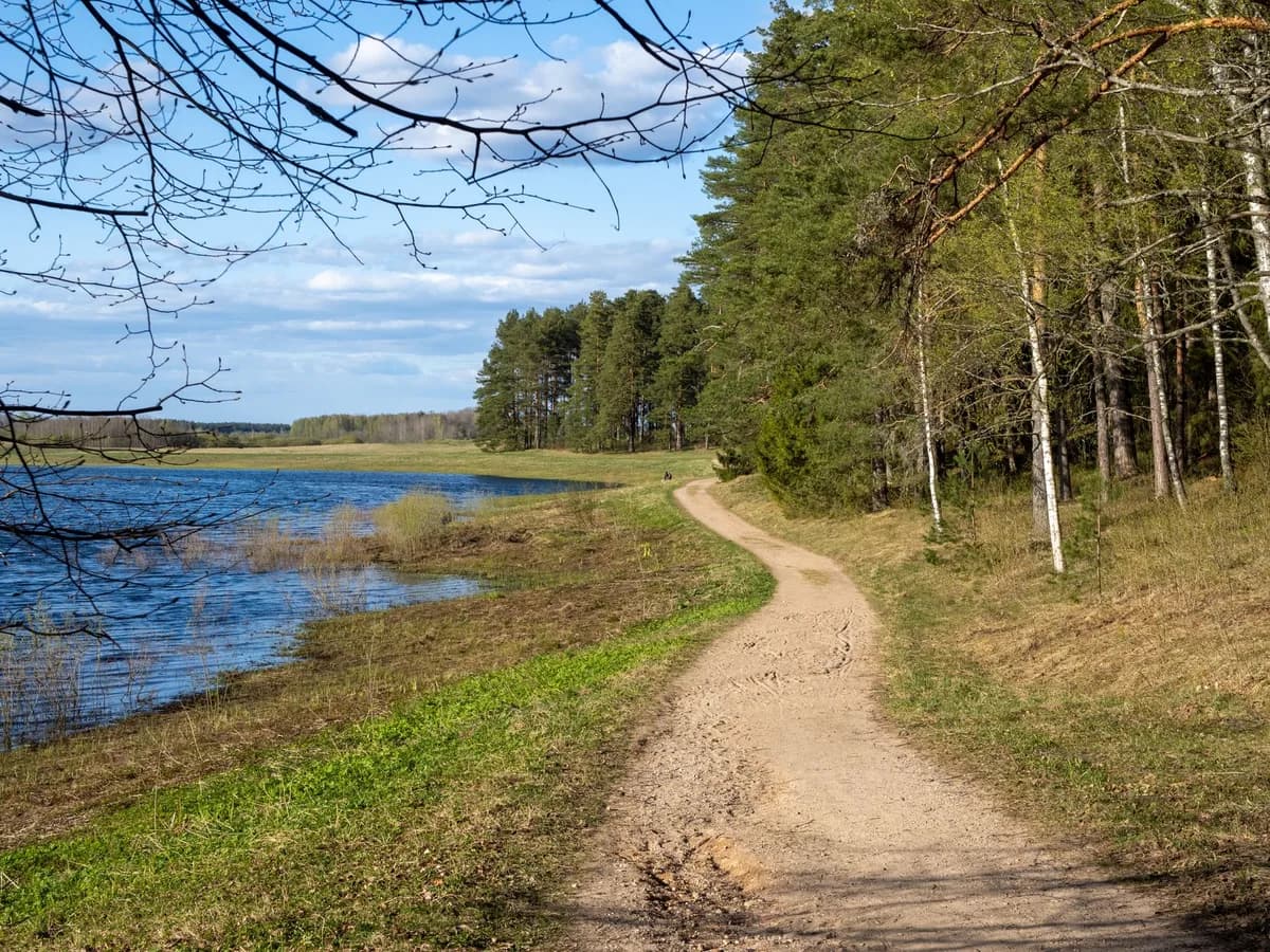 Beautiful forest pathway beside a tranquil lake under a clear blue sky.