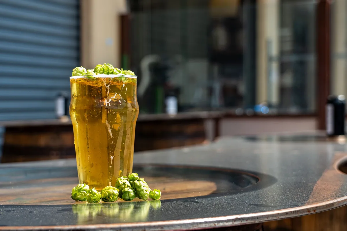 Tall glass of beer with fresh hops outdoors in Nelson, New Zealand - perfect for craft beer enthusiasts.