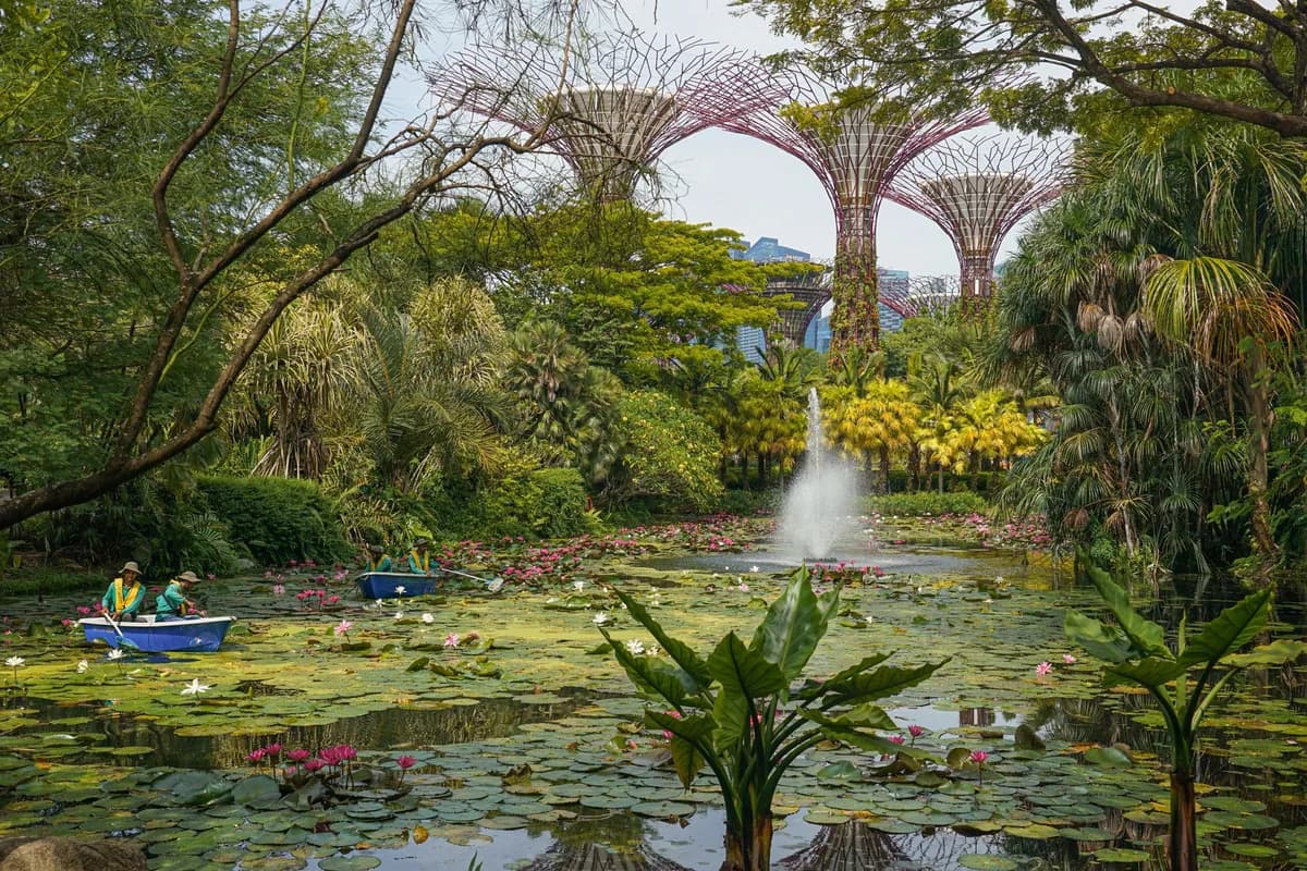 Lush greenery and boats in a pond at Singapore's Supertree Grove, a serene escape in the city.