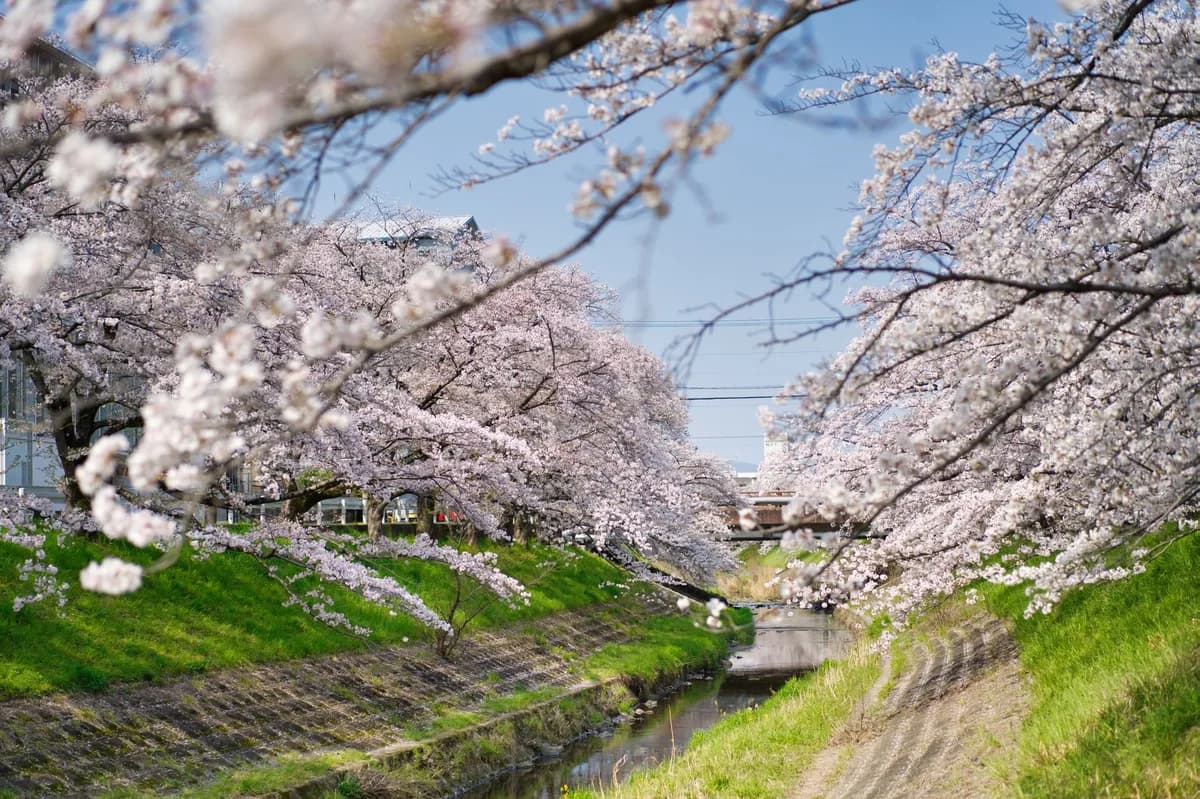 Beautiful cherry blossom trees in full bloom along a serene canal, capturing the essence of spring.