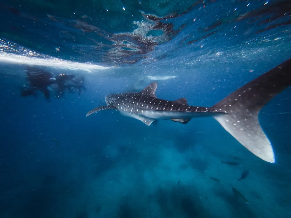 Stunning underwater view of a whale shark with scuba divers in the background, showcasing marine life.