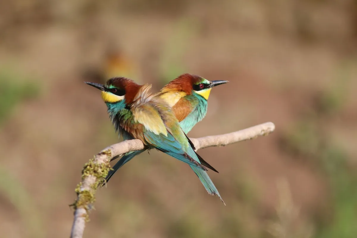 Two colorful European Bee-eaters perched on a branch in natural habitat.