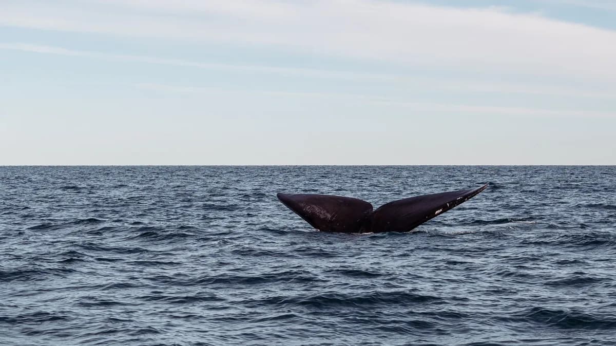 A whale tail gracefully rising from the ocean, showcasing marine beauty and wildlife.