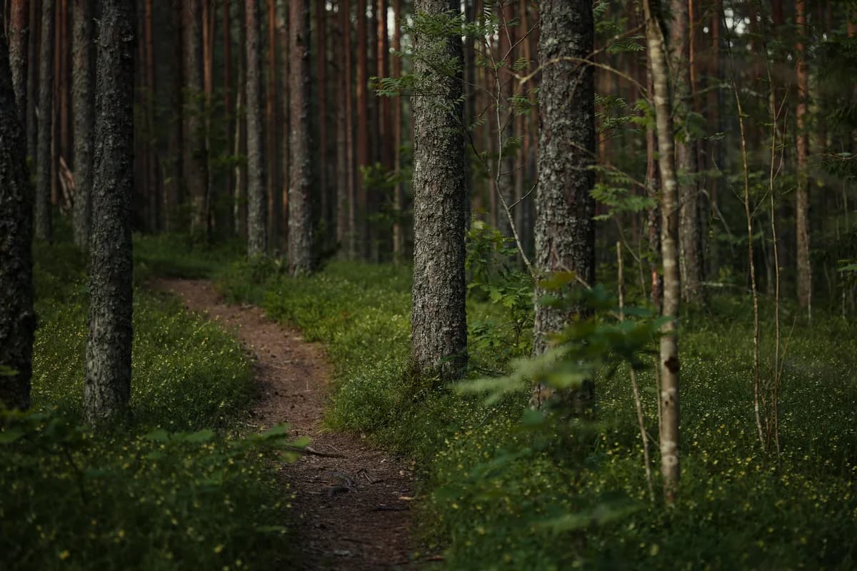Tranquil forest path winding through tall trees and lush greenery, ideal for hiking.