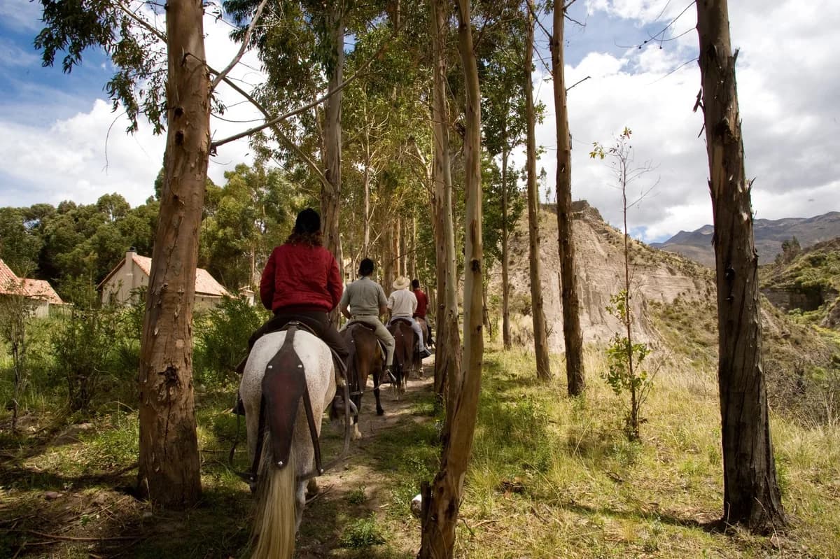 A group on horseback rides through a scenic forest trail, surrounded by tall trees and mountainous landscapes.