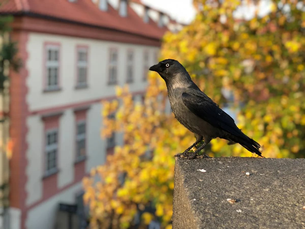 Close-up of a western jackdaw perched on a ledge with colorful autumn foliage and European architecture in the background.